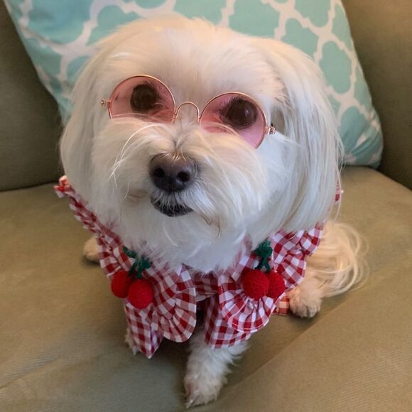 ⛔️CLEARANCE⛔️ Mini Retro Pet Sunglasses - Picture 1 of 15